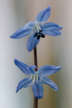 Scilla siberica var Spring Beauty