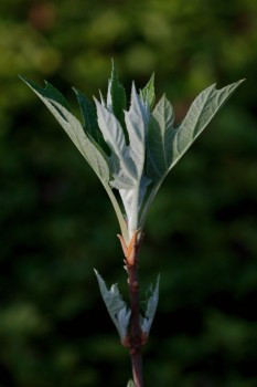 Hydrangea quercifolia (Oakleaf Hydrangea)