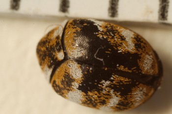 Anthrenus verbasci (Varied Carpet Beetle)