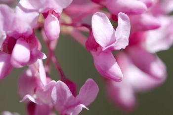 Redbud Slippers