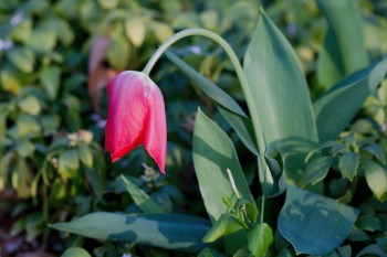 Wilted Tulip