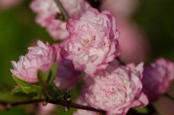 Flowering Almond