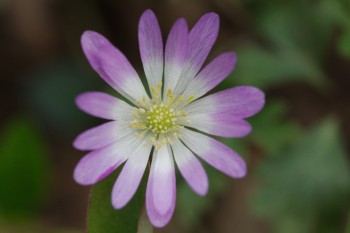 Anemone blanda