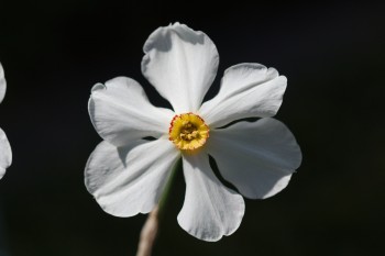 Daffodil 'Actaea'