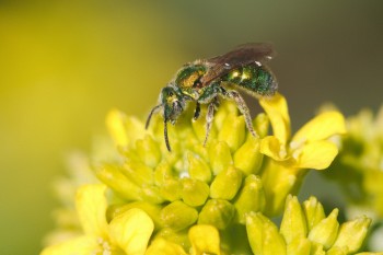 Green and Yellow