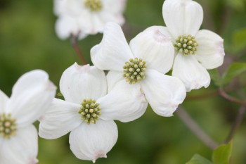 Dogwood Flowers (Cornus florida)