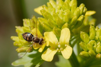 Syrphid Fly - Toxomerus marginatus