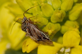 Tarnished Plant Bug - Lygus lineolaris