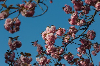 Cherry Blossoms