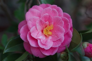 Camellia japonica