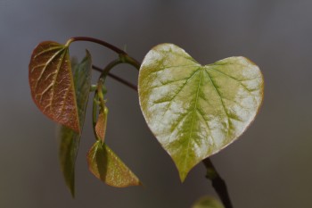 Redbud Leaves