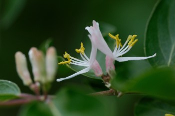 Japanese Honeysuckle (Lonicera japonica)