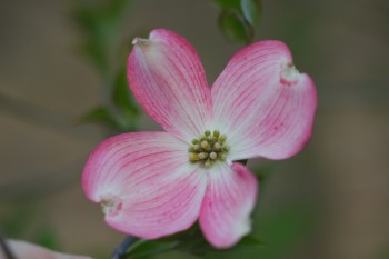 Pink Flowering Dogwood