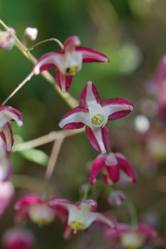 Epimedium x rubrum