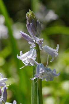 Spanish Bluebells (Hyacinthoides hispanica)