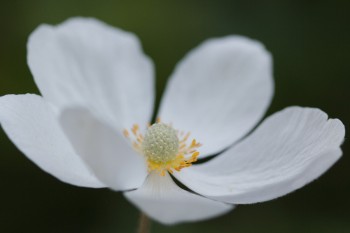 Anemone sylvestris