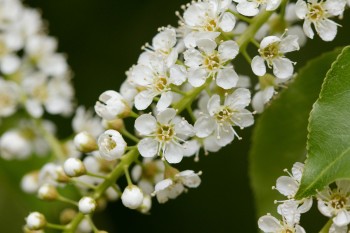 Prunus virginiana (Chokecherry)