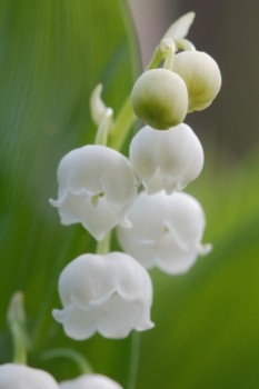 Convallaria majalis (Lily-of-the-Valley)