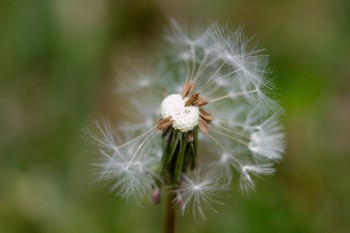 Dandelion Seeds