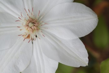 Clematis 'Mrs. George Jackman'