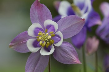 Aquilegia (Columbine)