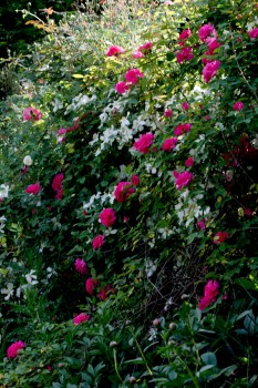 Zéphirine Drouhin and Clematis