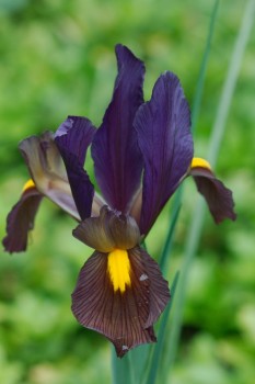 Dutch Iris 'Eye of the Tiger'