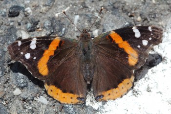 Red Admiral (Vanessa atalanta)