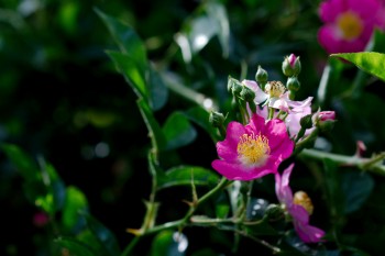 Pink Multiflora Rose