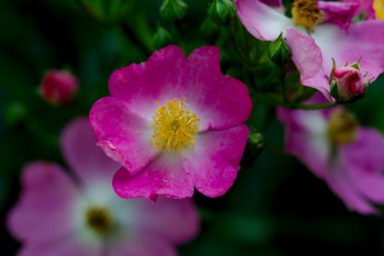 Pink Multiflora Rose