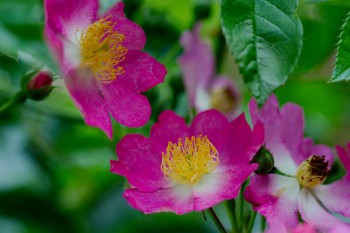 Pink Multiflora Rose