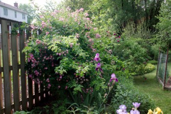 Pink Multiflora Rose