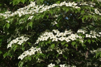 Kousa Dogwood