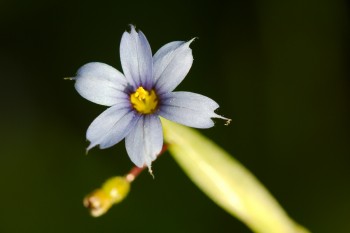 Sisyrinchium angustifolium (Blue-eyed Grass)