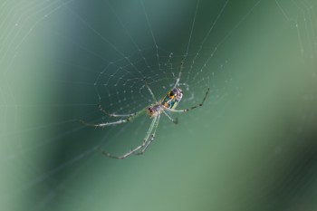 Leucauge venusta (Orchard Orbweaver)