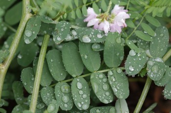 Securigera varia (Crown Vetch)