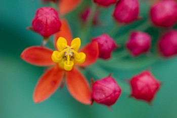 Asclepias curassavica (Mexican Butterfly Weed)