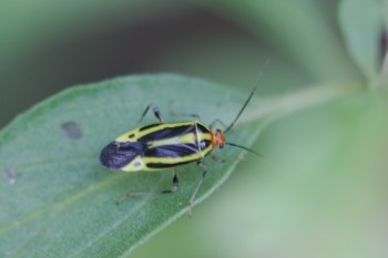 Poecilocapsus lineatus (Four-lined Plant Bug)