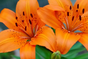 Lilies