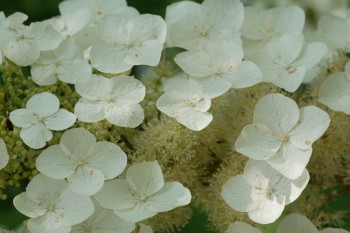 Hydrangea quercifolia (Oakleaf Hydrangea)