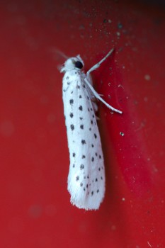 Yponomeuta multipunctella (American Ermine Moth)