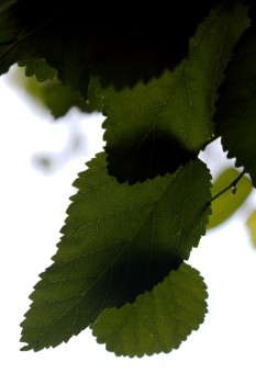 Mulberry Leaves