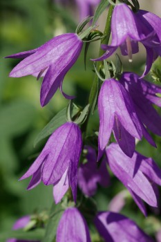 Campanula Flowers