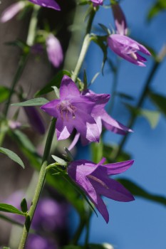 Campanula Flowers