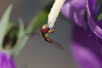 Toxomerus marginatus (Syrphid Fly)