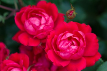 Landscape Roses