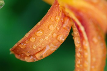 Water on Day Lily Petals