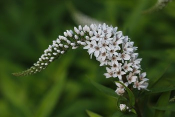 Lysimachia clethroides