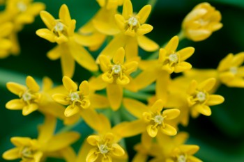 Asclepias tuberosa ‘Hello Yellow’