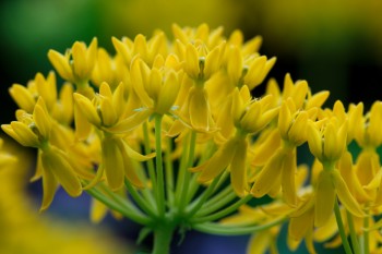 Asclepias tuberosa ‘Hello Yellow’